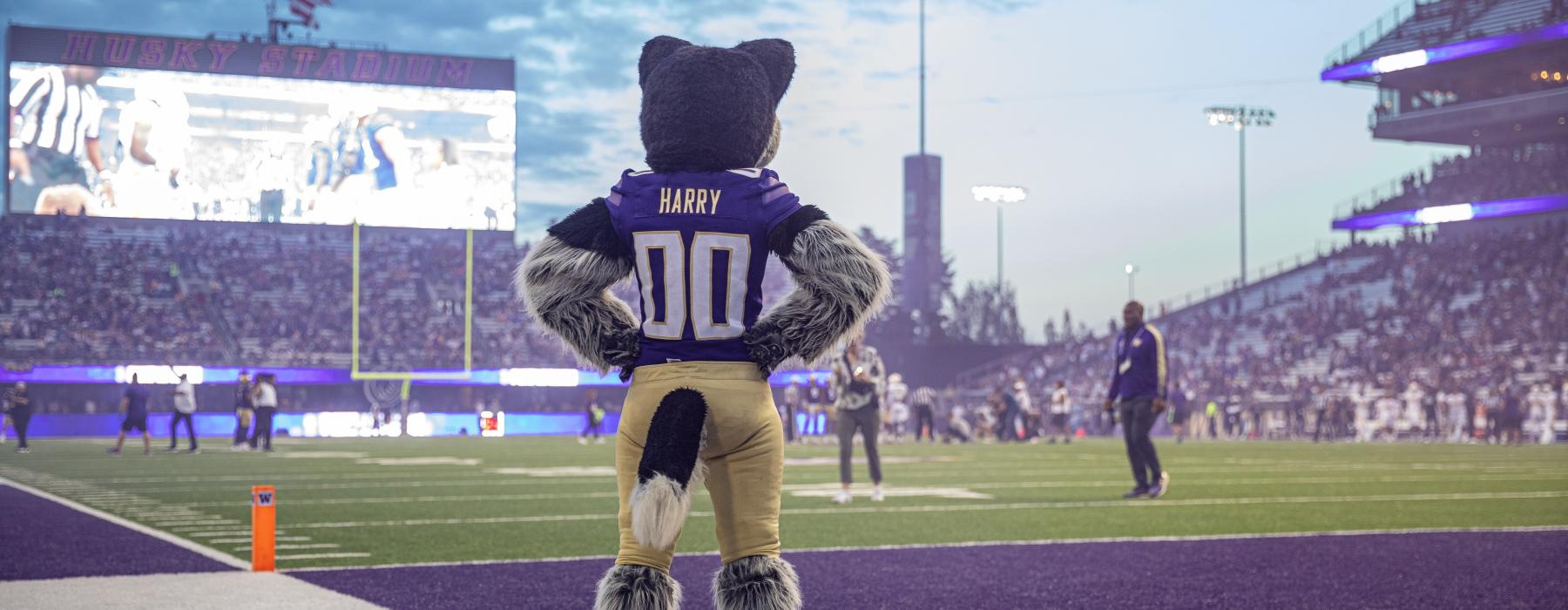 a person in a football uniform on a field with a large crowd in the background