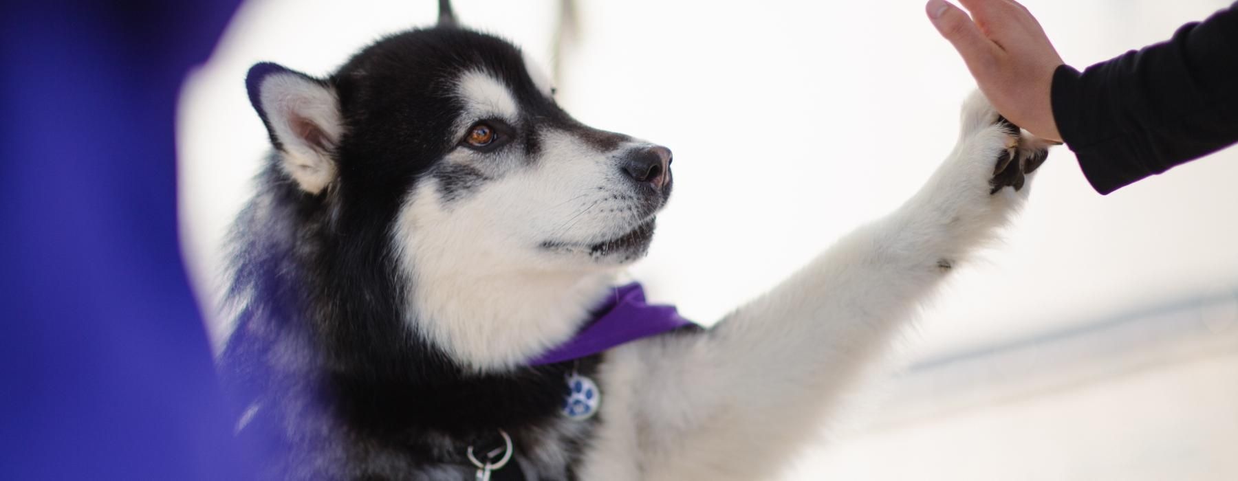 a dog with a purple collar